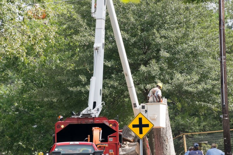 Increase Your Tree Removal Business with an AI Driven, Targeted Website
