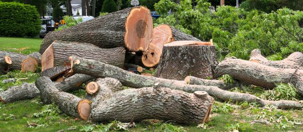 Large Tree Removal in Tuscaloosa