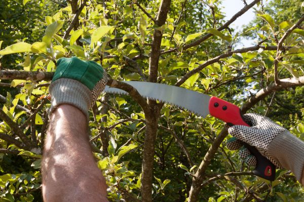 Small Tree Removal in Tuscaloosa