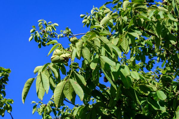 Walnut Tree Removal in Tuscaloosa