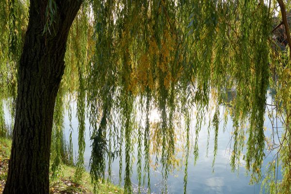 Willow Tree Removal in Tuscaloosa