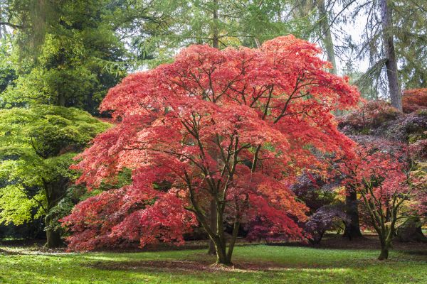 Maple Tree Removal in Tuscaloosa