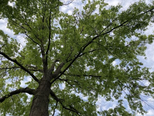 Oak Tree Removal in Tuscaloosa