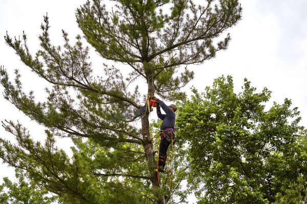 Pine Tree Removal in Tuscaloosa