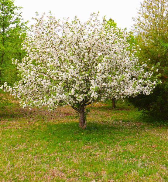 Dogwood Tree Removal in Tuscaloosa