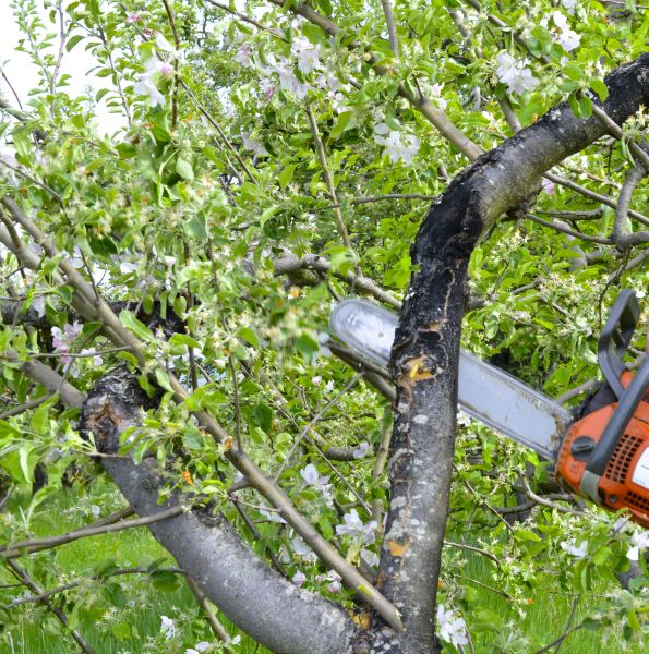 Apple Tree Removal in Tuscaloosa