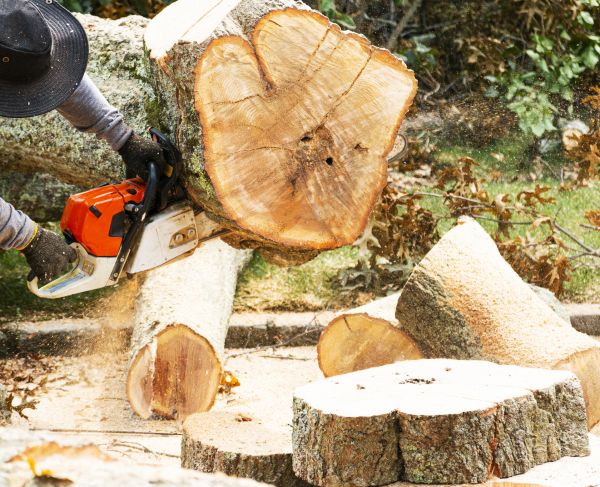 Tree Removal Service in Tuscaloosa
