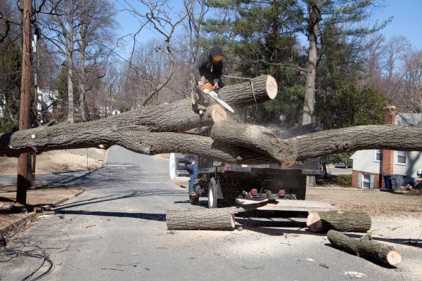 Residential Tree Removal in Tuscaloosa