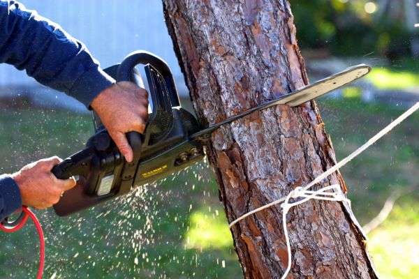 Dead Tree Removal in Tuscaloosa