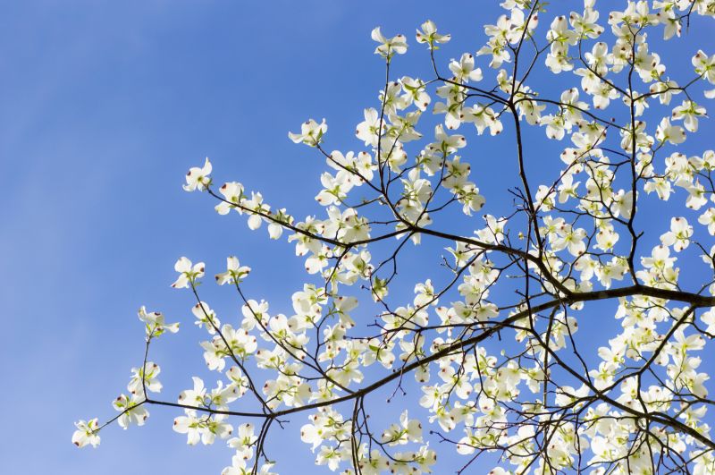 Dogwood Tree Removal