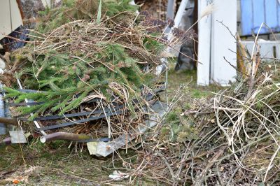 Emergency Tree Removal