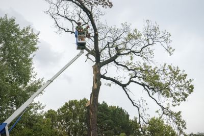 Tree Removal Equipment