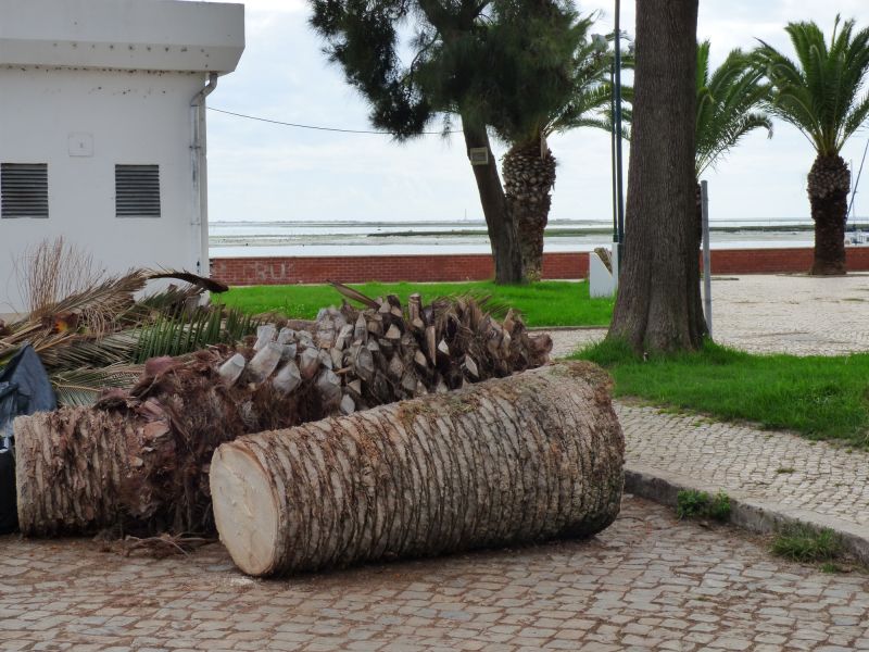 Mimosa Tree Removal