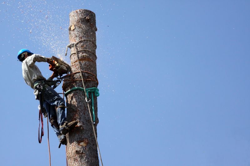 Hazardous Tree Removal