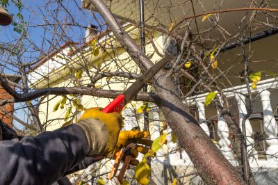 Tree Cutting in Dormant Season