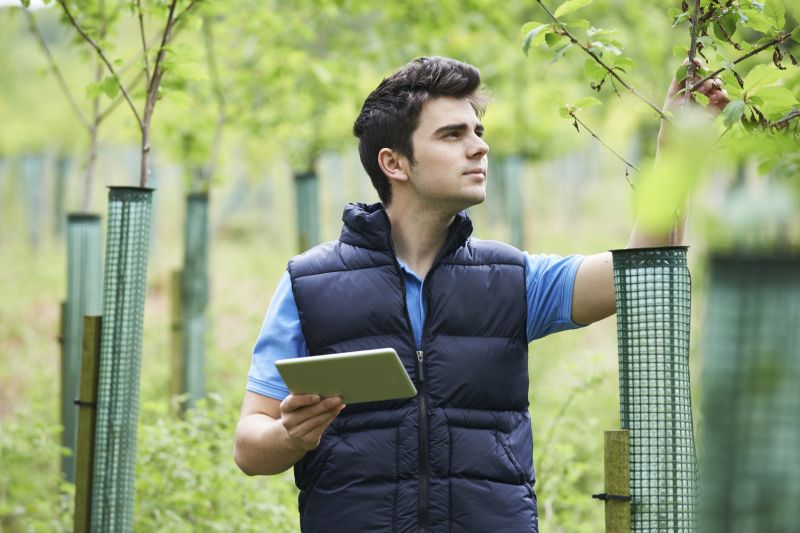 Healthy Tree Preservation