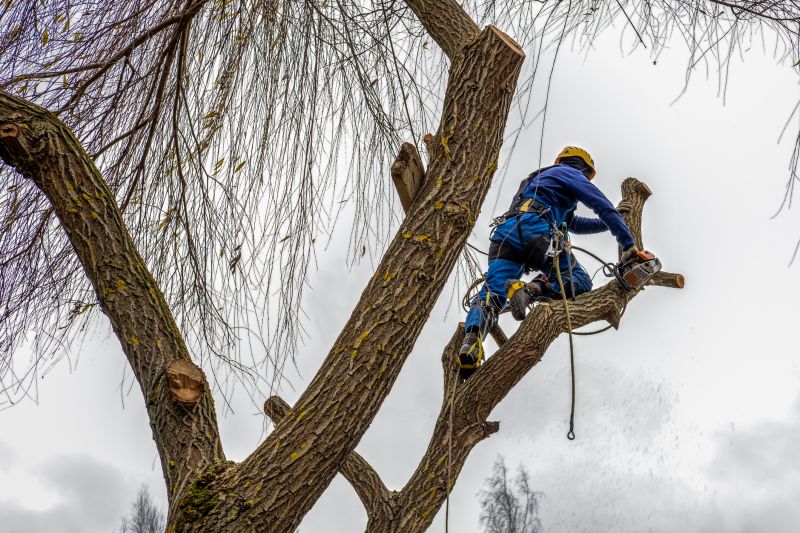 Equipment Used in Tree Removal