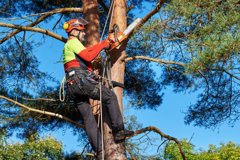 Certified Tree Removal Experts