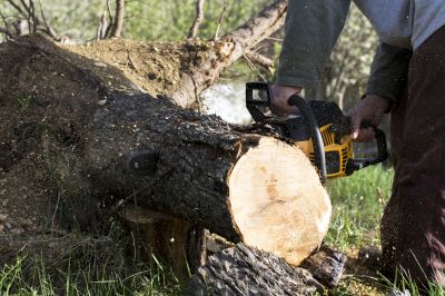 Local Tree Care Companies