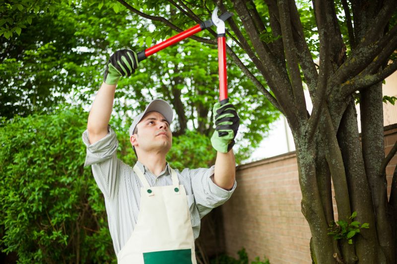 Arborists with Specialized Equipment
